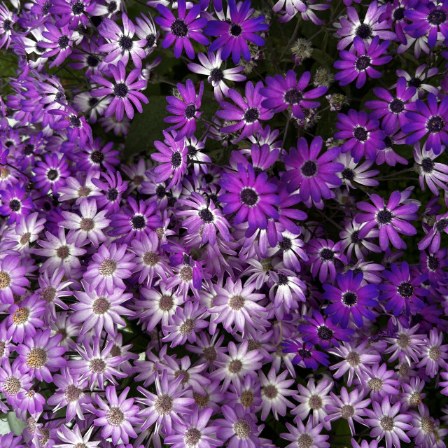 purple flowers. 
I’m sorry but I don’t know what these are. 