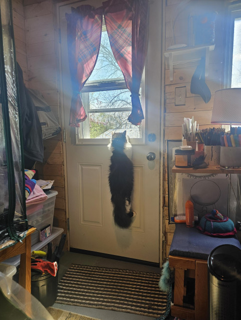 Oy the kitten is latched onto the back door's screen window, hanging 30cm above the floor. He's surprisingly long for a 3kg kitten. 