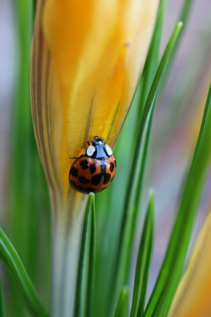 Macro photograph of a red ladybug with black dots on its back and a black and white head, resting on the outside and bottom of the bud of a bright yellow crocus flower, in the middle of its green, thread-like leaves.

Photographie macro d'une coccinelle rouge avec des points noirs sur son dos et une tête noire et blanche, posée à l'extérieur et sur le bas du bouton d'une fleur de crocus jaune vif, au milieu de ses feuilles vertes et filiformes.
