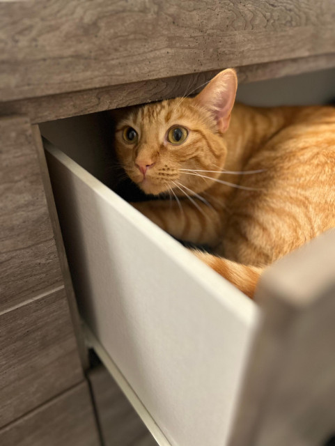 An orange tabby cat lays in a dresser drawer