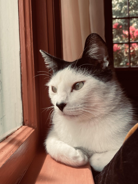 Short haired tuxedo cat with heart nose in 3/4 view sitting at window sill with paws delicately turner under. 