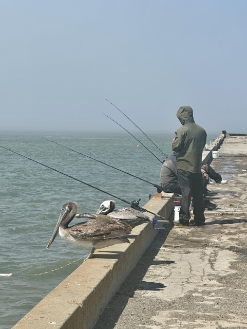 Two kinds of fishers near Crissy Field. Two pelicans in the foreground face the ocean, near people fishing with poles along the concrete pier. One man in an olive green jacket faces away from the camera, while other people sit on the ledge, waiting for a catch.