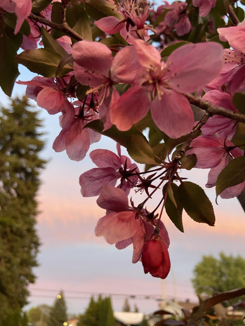 Pink crabapple flowers in the foreground, looking East during sunset, with pale blue sky and stripes of pink clouds, the colors of the trans pride flag. 