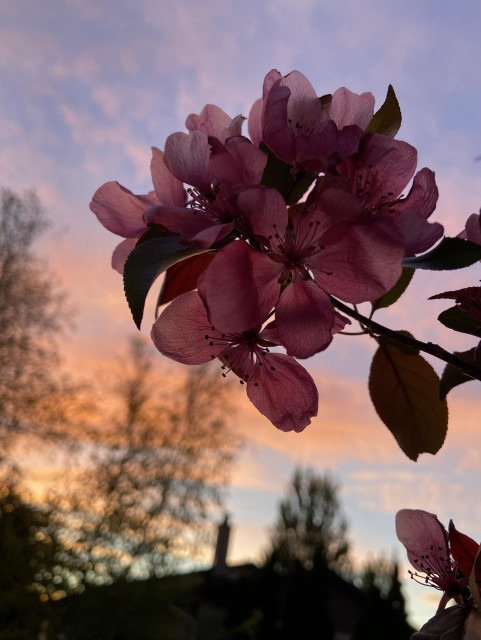 More pink crabapple flowers, this time looking west, where there are little dots of pink clouds high up, and large swaths of peach colored clouds near the horizon. 