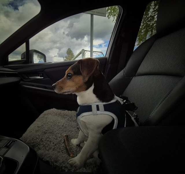 A tricolour Jack Russell Terrier is sitting attentively in the passenger seat of  a car.
