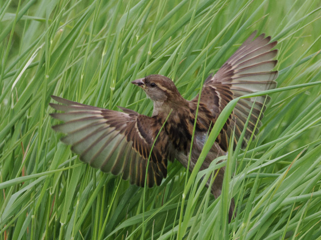 Sparrow emerges from long grass, wings outstretched as it takes off.