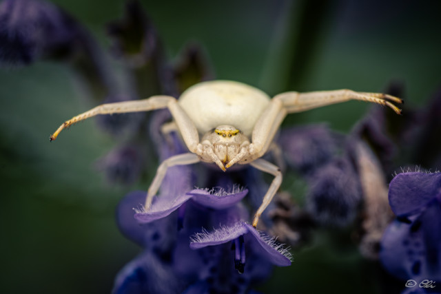 A white crab spider facing the camera on a purple catmint flower against a dark blurry background.