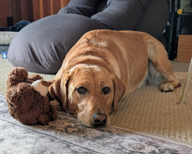 Golden lab is lying on the floor with her stuffed brown bear toy. She is next to a dark gray bean bag. 