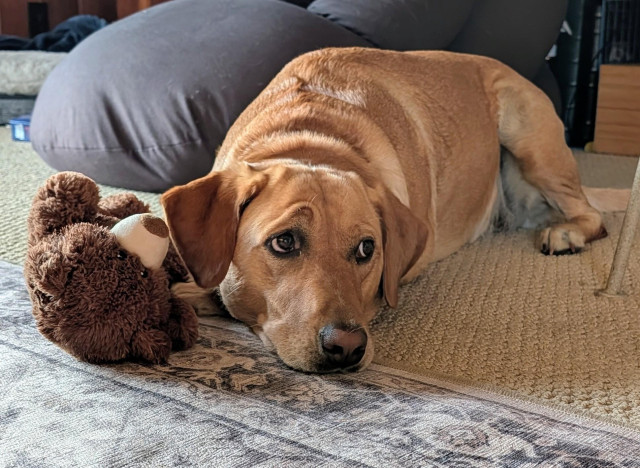 Golden lab is lying on the floor with her stuffed brown bear toy. She is next to a dark gray bean bag. 