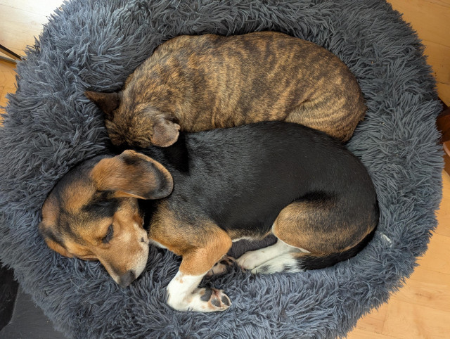 Overhead photo of beagle and brindle French bulldog lying together in a large blue dog bed