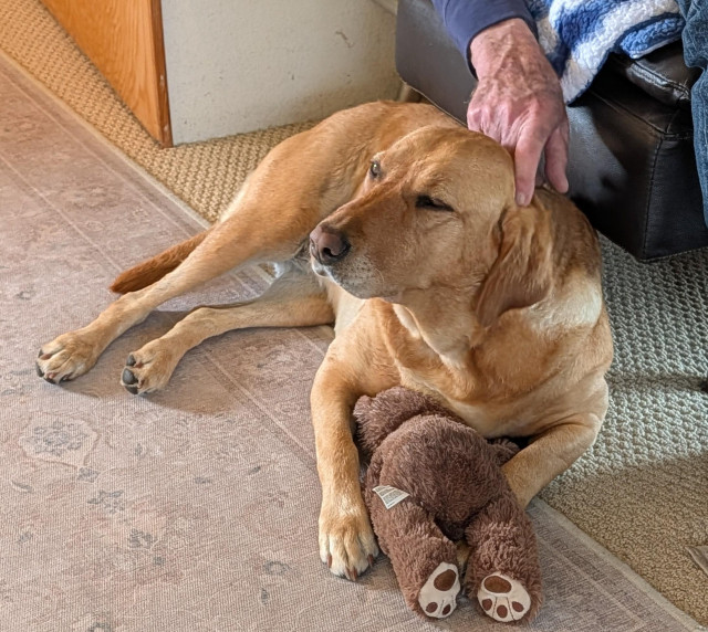 Golden lab is lying on the floor with her brown stuffed bear. She is enjoying some scritches. 