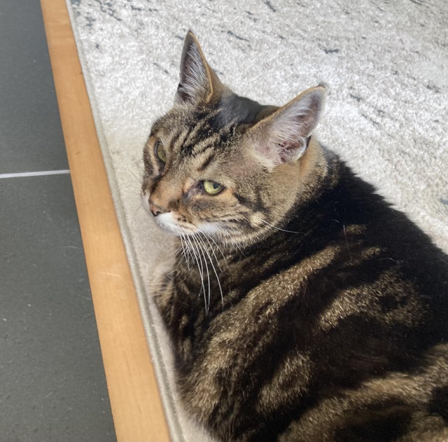 Tabby cat loafing on a pale grey rug next to dark grey tile bordered by a light wood strip. He's looking slightly up at the camera giving an epic side eye. 