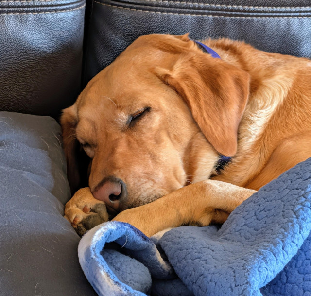 The head of a golden lab who is sleeping with her blue and white blanket and blue pillow on a sofa. 