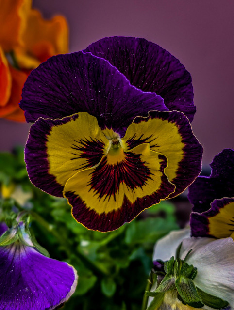 A striking, close-up photograph of a vibrant viola flower in full bloom. The image captures the intricate color patterns and delicate textures of the petals in sharp detail.

The two large, overlapping upper petals are a deep, velvety royal purple. The lower three petals display a dramatic "face" pattern typical of pansies.
