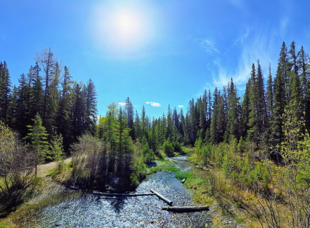 This image shows a shallow, clear stream winding through a dense evergreen forest under a bright, sunny blue sky.
Fallen logs rest across the water in the foreground, and a dirt path is visible along the left bank.

Location: Griffith Woods Park, a natural environment park in southwestern Calgary that sits along the Elbow River.