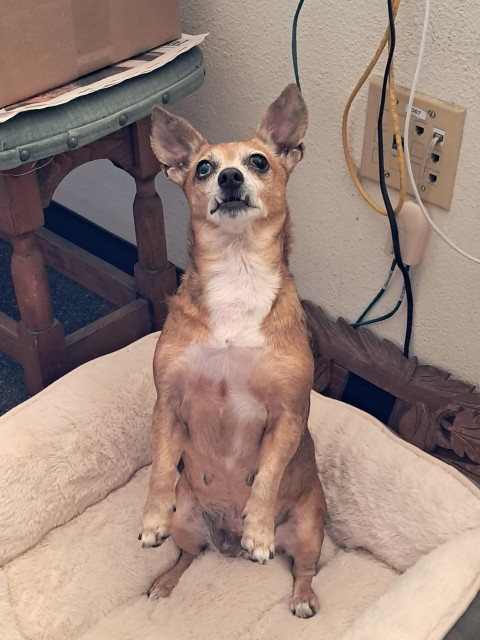 A tan and white Chihuahua standing up on her hind legs in a begging posture.