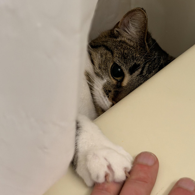 Brown & white Tabby sitting in the bathtub, hiding in the shower curtain, striking out at a human hand and mailing a left ring-finger! She’s holding her head at an adorable 45° angle.