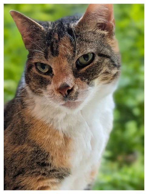 close-up of a calico cat with white markings and green eyes, head turned right, looking into the distance. the background is green forest through the window screen.