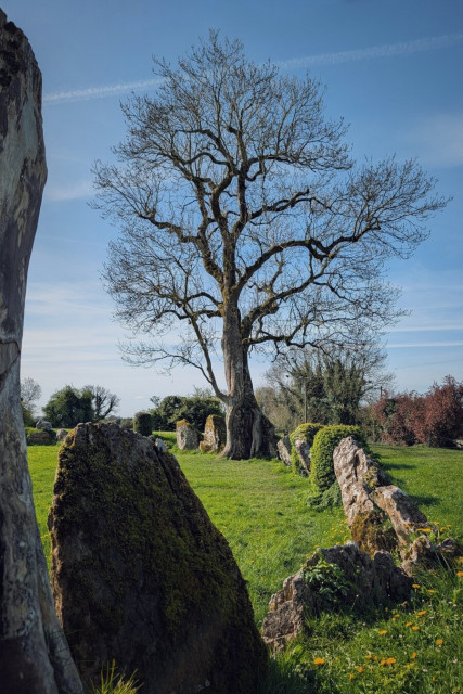 A low-angle shot of a massive, ancient stone circle in a lush green field under a clear blue sky. A tall, bare deciduous tree with complex spreading branches dominates the centre. Mossy, weathered standing stones form a low barrier in the foreground and curve towards the tree. Soft, warm sunlight casts gentle shadows across the bright grass, which is dotted with yellow dandelions. The mood is peaceful, quiet, and timeless.