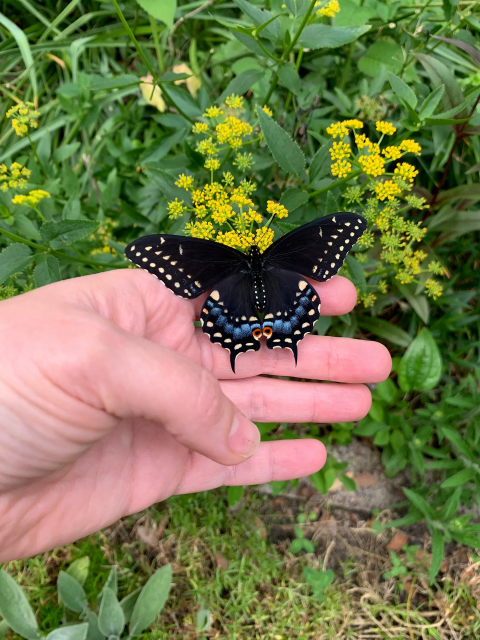 Photo of a black swallowtail butterfly resting on my finger before it climbs onto some flowers to power up 