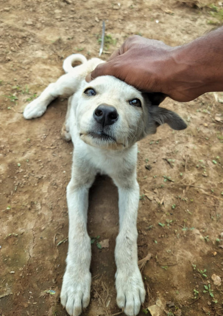 A white puppy getting scritches, looking at the person giving them