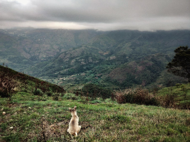 A tiny puppy perched on a hillside looking over a vast valley and distant hills on other side.