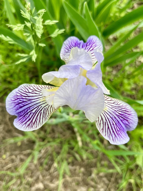 Picture of an iris from above. It has three petals open that are white with cool purple veins running through it. Yellow in the center peaks through curled up petals. This picture was from yesterday. I’ve fallen asleep three times trying to post this picture.