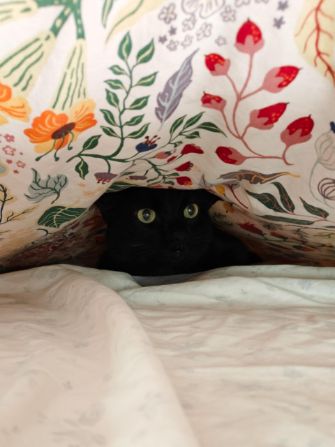 A black cat peeking out from her hiding place underneath a bed comforter.