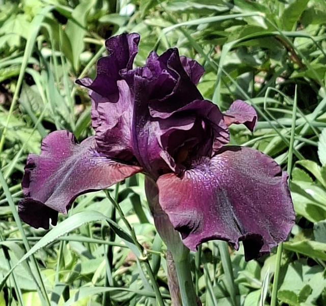 A zoomed in photo of a purple iris on a sunny day with green vegetation in the background.