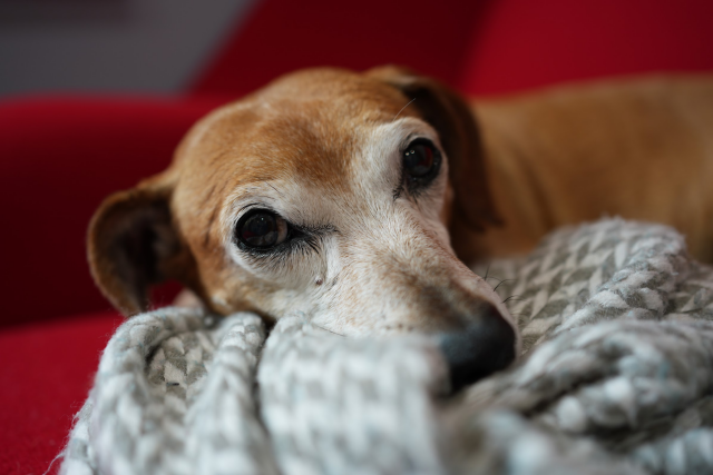 an irritated dachshund-mix is lying on a red armchair, his snoot resting on a gray blanket. He's giving side-eye. 