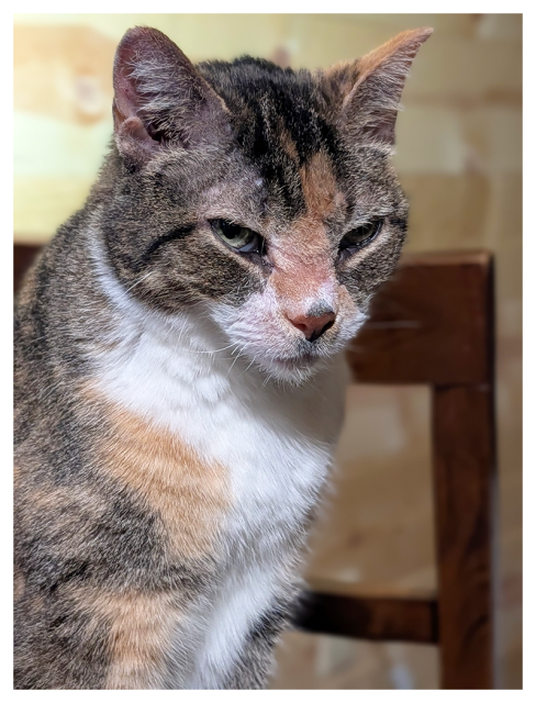 close-up of a calico cat with green eyes and white markings. to me, she looks sleepy and grumpy. a wooden chair back and paneled wall in the background.