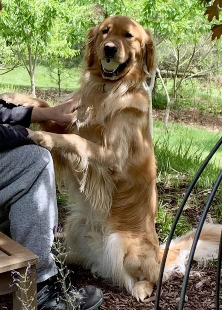 River strikes his signature pose as he sits upright on his haunches and holds my hands. He likes the pets, but he also just likes holding hands. He is turning his head towards the camera so that everyone can see that HE has the white ball, the most valued of all balls.behind are small fruit trees (without much fruit) down the slope of a hill. On the left are my legs and hands sitting on a bench.