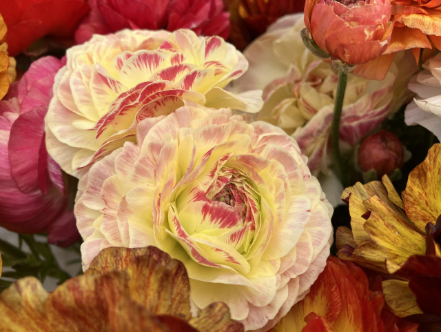 Two yellow ranunculus blooms with red tips. They are surrounded by various other ranunculus blooms in various colors, including one on a stem sticking up above the rest. 