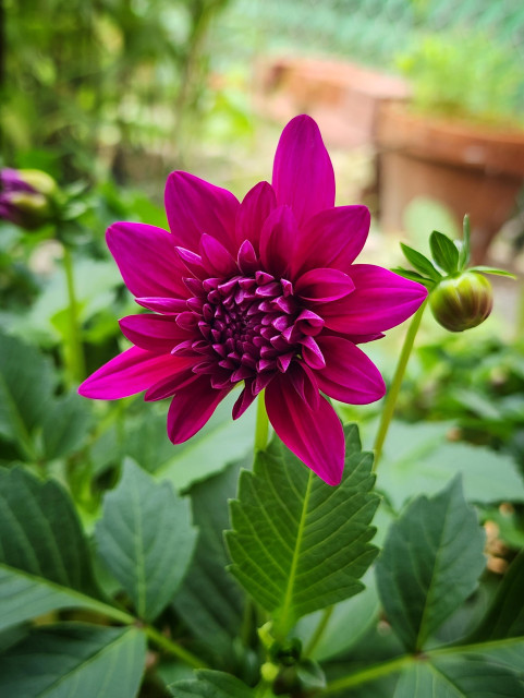 A small bright pinkish purple dahlia just opening up on a plant. Several other buds about to open in the background.