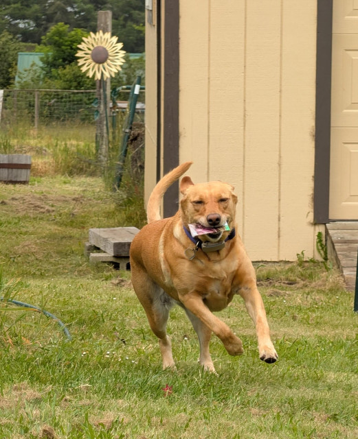 Golden lab is running to me with a packet of seeds for planting. She is on the grass with a storage building and metal sunflower behind her. 