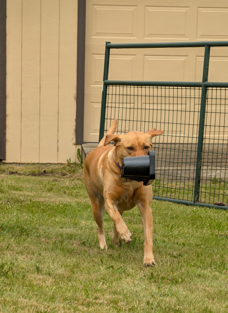 Golden lab is running to me with a plastic pot for planting. She is on the grass with a storage building behind her 