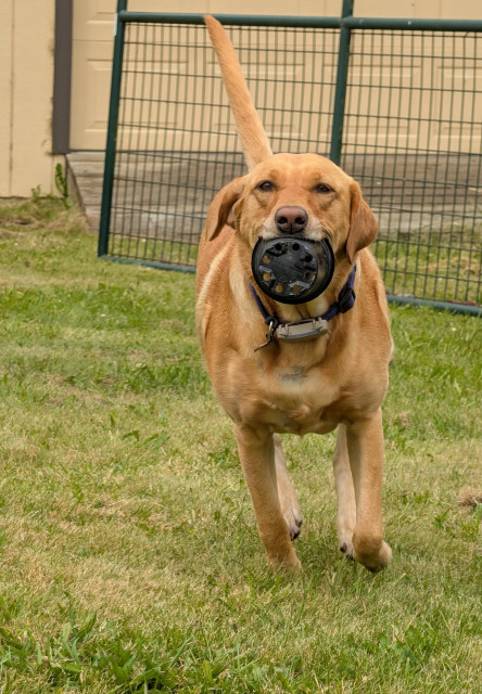 Golden lab is running to me with a plastic pot for planting. She is on the grass with a storage building behind her.