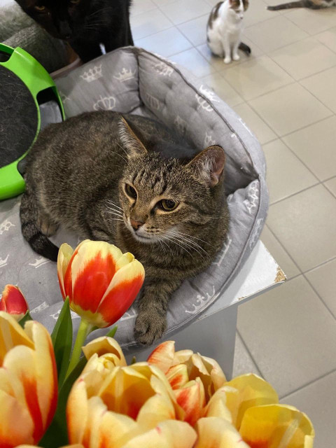 A brown tabby cat lounges comfortably in a gray pet bed beside bright yellow and red tulips. In the background, two other cats watch from the tiled floor, giving the room a calm but curious atmosphere.