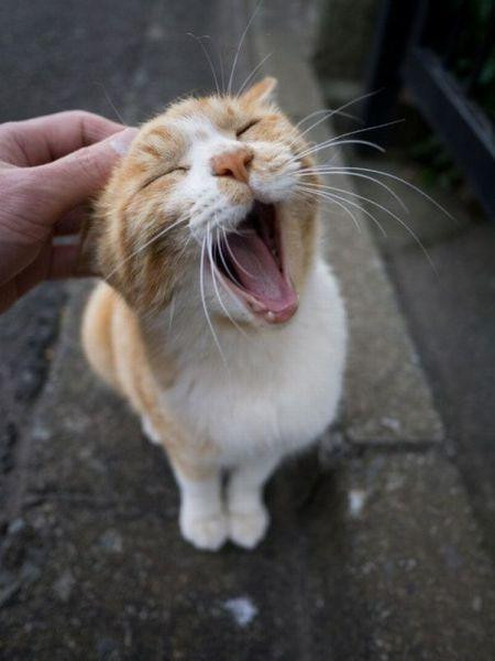 Orange kitty getting scratched behind the ears