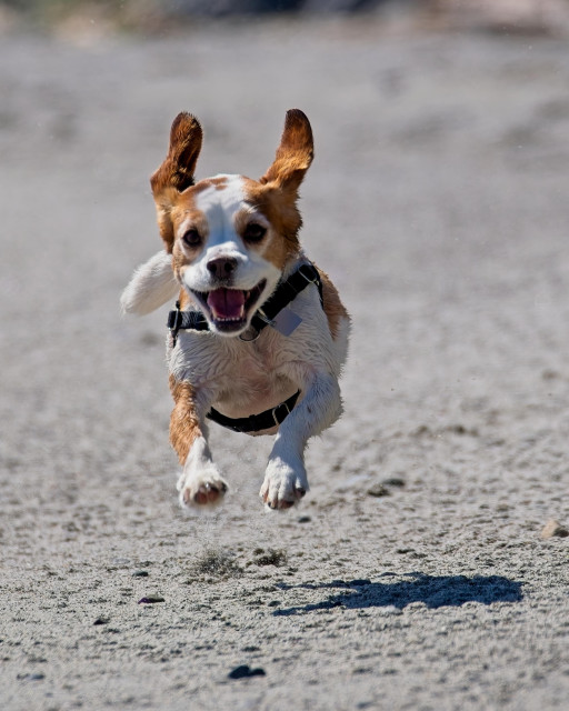 Parker, our Blenheim and white beagle/cavalier cross in hover mode as she races across the beach