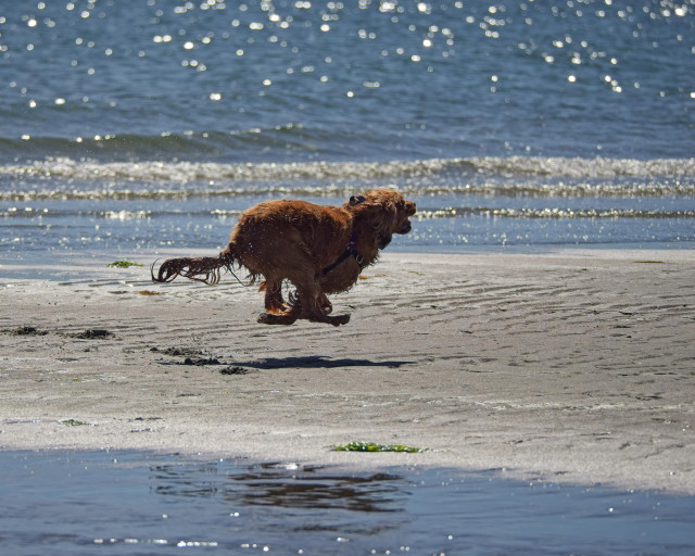 Chuck, the scruffiest Ruby Cavalier King Charles spaniel loooooooves beach day. Small-medium dog mid-leap running across sandbar bounded by sparkling water