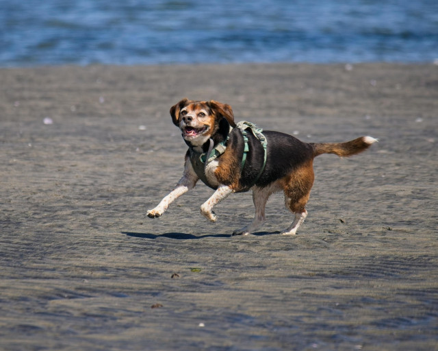 Our dogs littermate, our daughter’s bestest princess, hears the treats call and starts turning mid bound to find grandma.

Tricolour beagle/cavalier cross wearing teal harness runs on wet sand