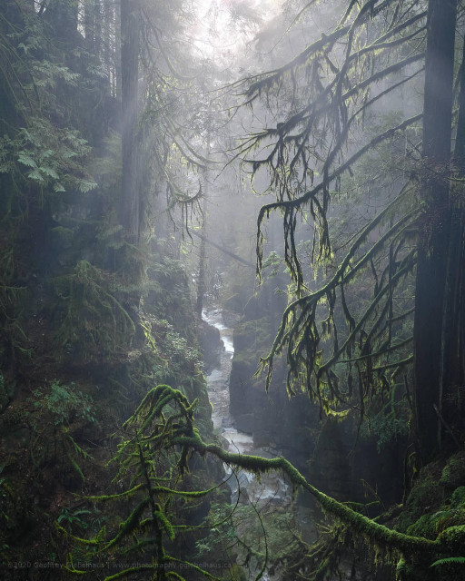 A narrow stream winds deep into a misty old-growth rainforest canyon, framed by thick moss-covered branches and towering conifers with soft light filtering through the fog above. The lush green moss, dramatic depth, and ethereal mist create a deeply immersive and enchanting Pacific Northwest forest scene.