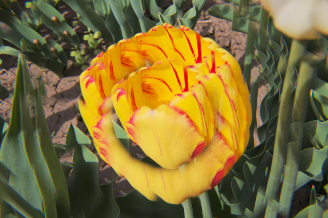 A yellow tulip flower with red stripes, with a kaleidoscope effect that makes it seem bigger than it is with more petals.
