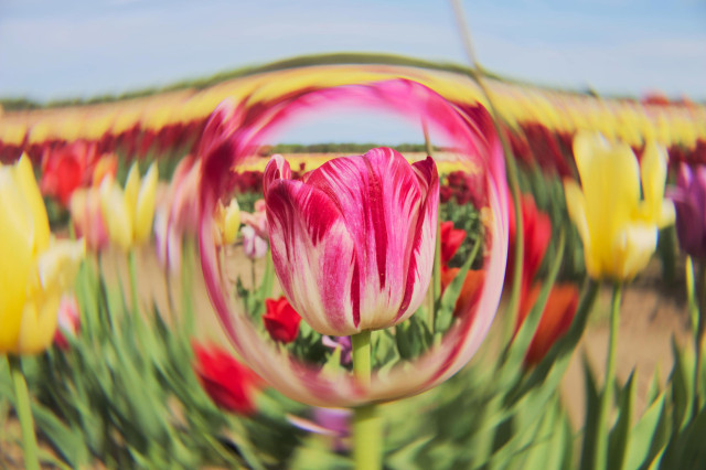 A pink and white tulip flower, surrounded by a distorted image of the various yellow, red, and purple tulips nearby.