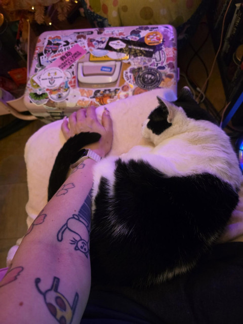 A black and white cat curled up into a ball. A person's arm is across her bottom half and her tail is wrapped around the arm. There is a pink cooler covered in stickers in the background.