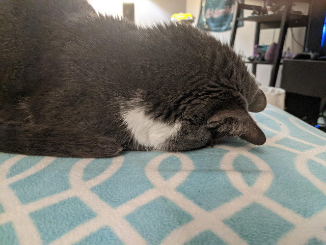 A grey and white tuxedo cat doing a faceplant.
