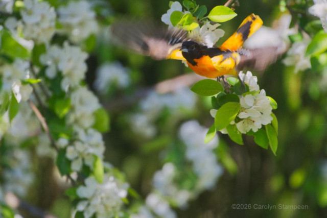 A male oriole is taking off from his perch on a branch full of apple blossoms.  His face is still in focus, but his wings are a blur.  Where light hits him, the orange parts of his body seem to glow neon orange. 
