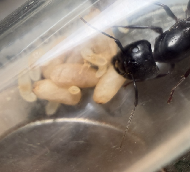 A large black ant with a head shaped like a shovel looks over her pile of brood inside a glass test tube