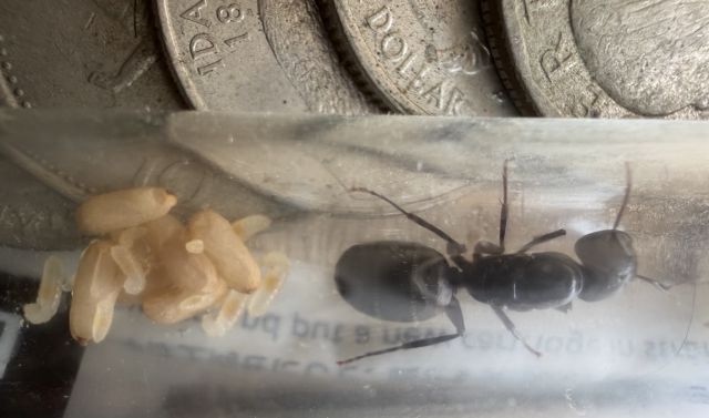 A view showing the size of the entire brood pile. There are seven silk pupa, a few smaller larva and eggs. The pile is a little bit smaller than the ant herself.